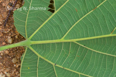 Grewia subinaequalis